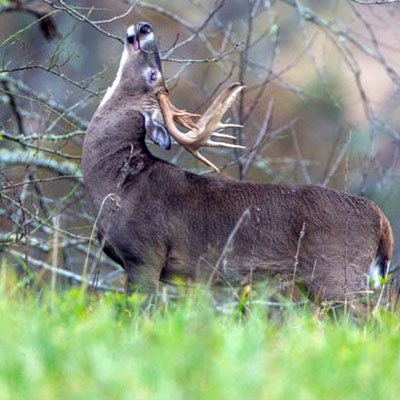 Things You Should Know About Whitetail Buck